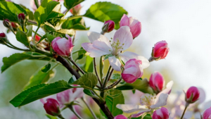 Impressionen Apfelblüte