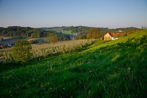 Die Apfelblüte