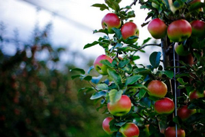 The apple harvest